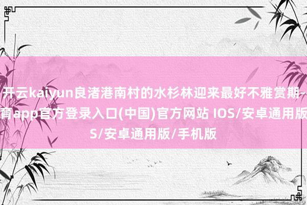 开云kaiyun良渚港南村的水杉林迎来最好不雅赏期-kai云体育app官方登录入口(中国)官方网站 IOS/安卓通用版/手机版